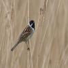 Reed Bunting